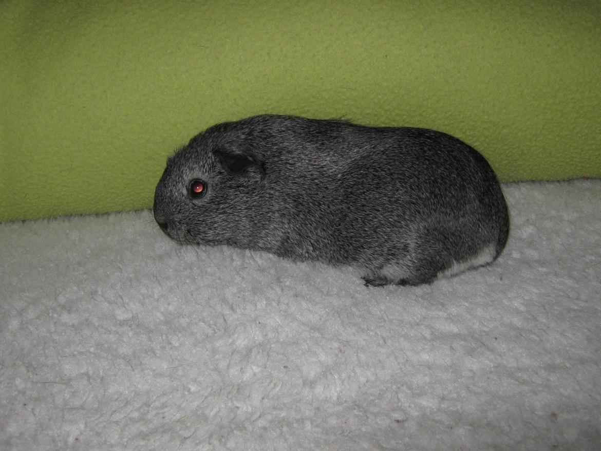 Marsvin Jasmin billede 7