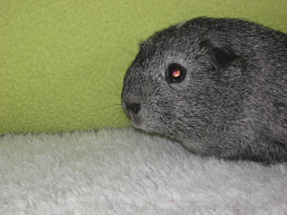 Marsvin Jasmin billede 8