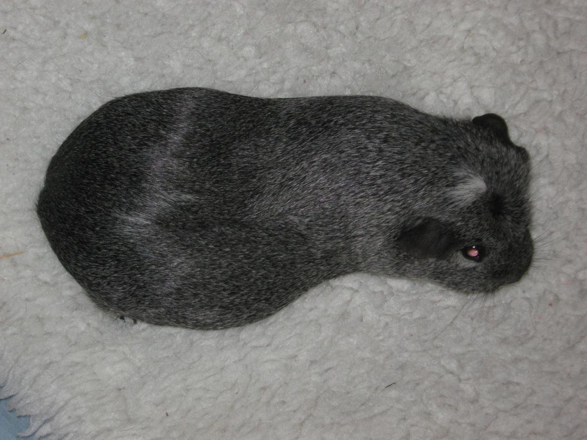 Marsvin Jasmin billede 9