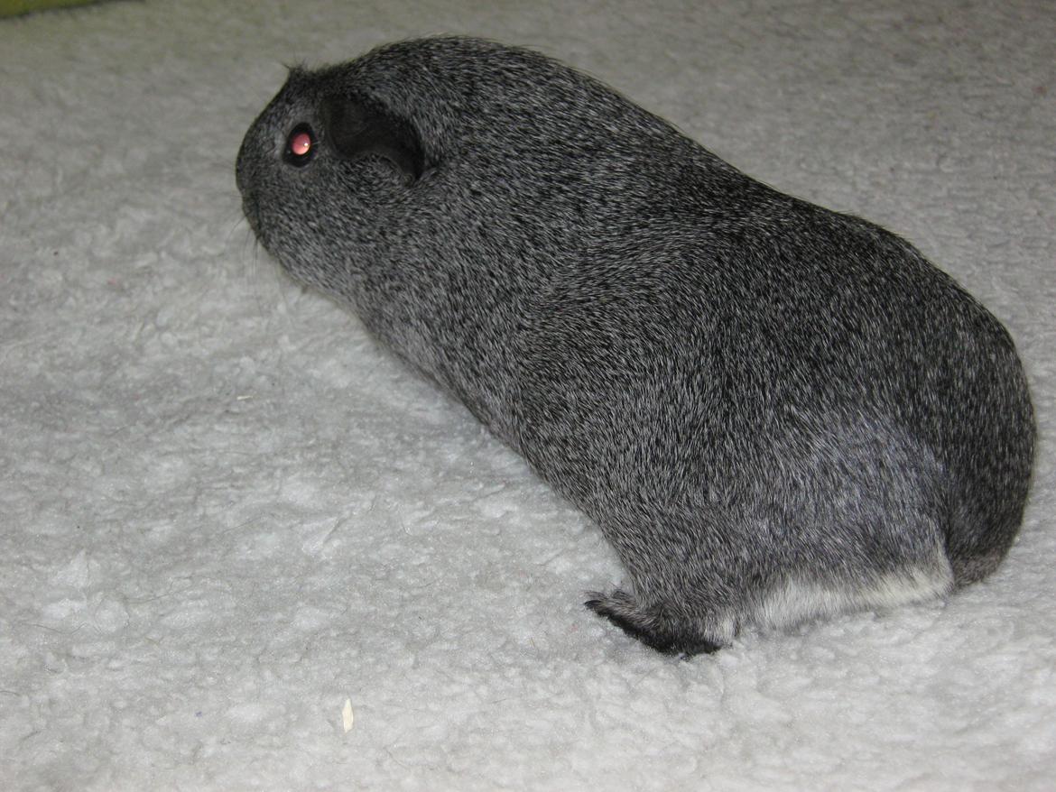 Marsvin Jasmin billede 10