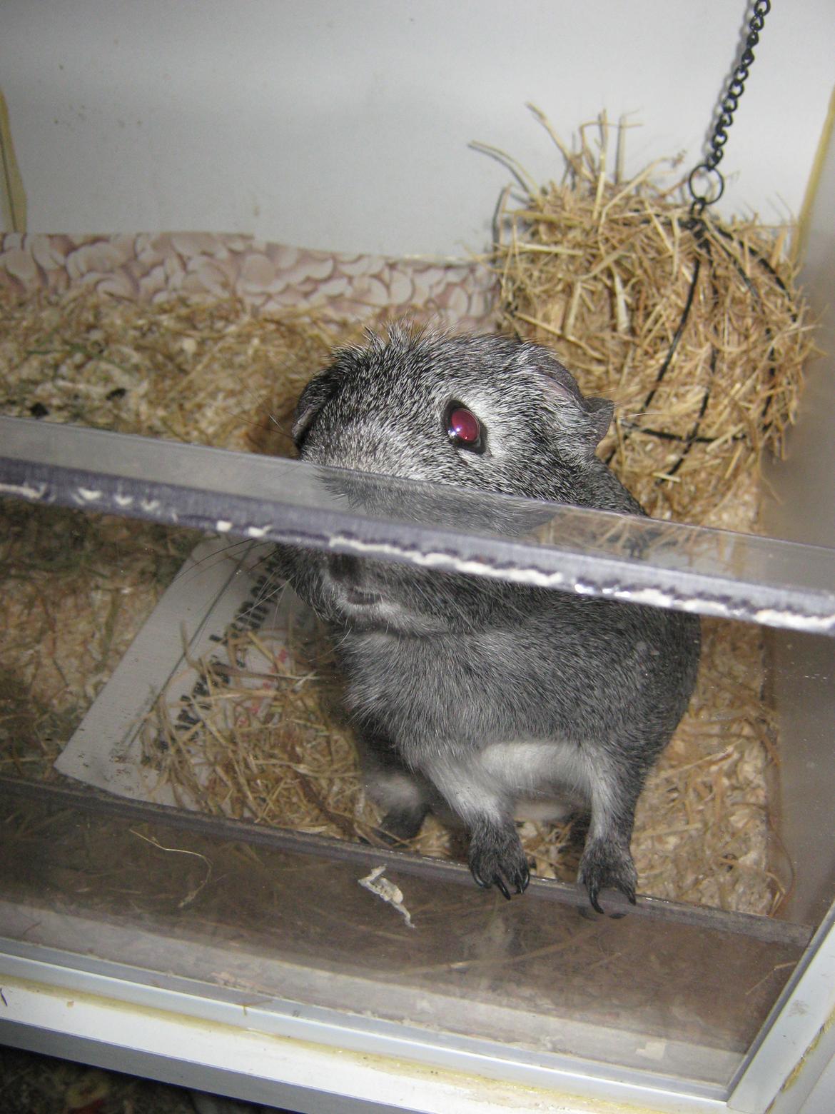 Marsvin Jasmin billede 11