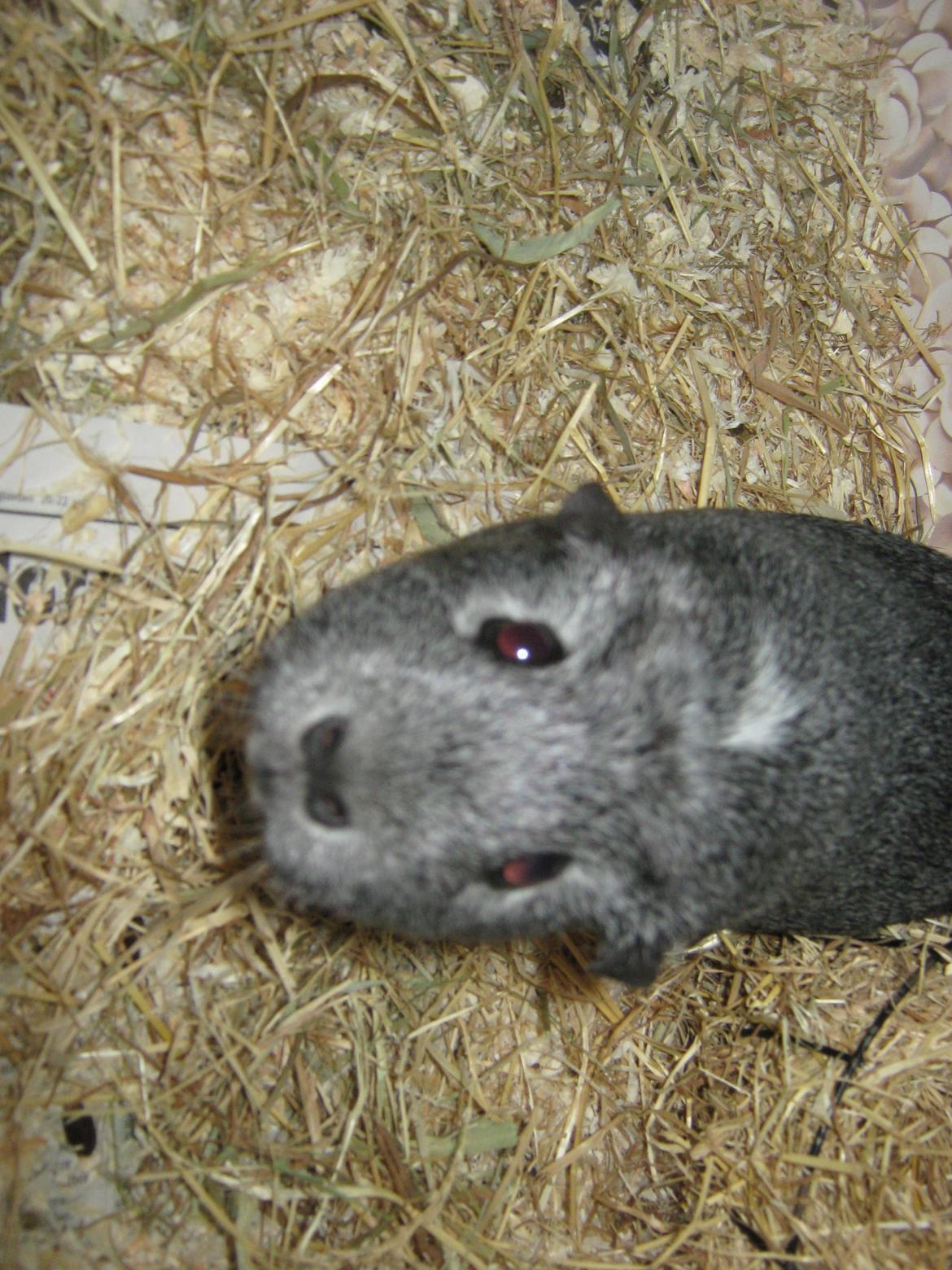 Marsvin Jasmin billede 12