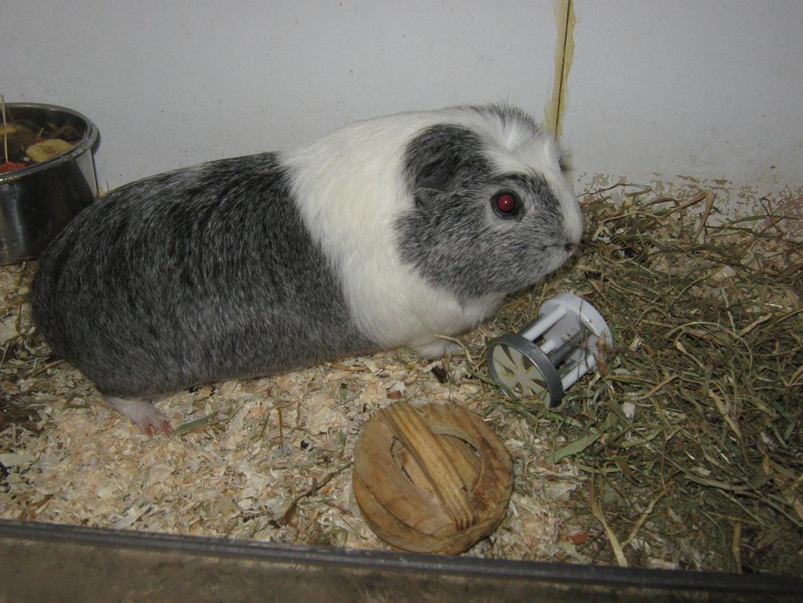 Marsvin Miley billede 1