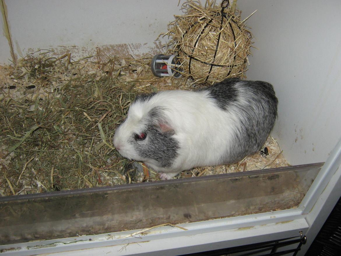 Marsvin Miley billede 2