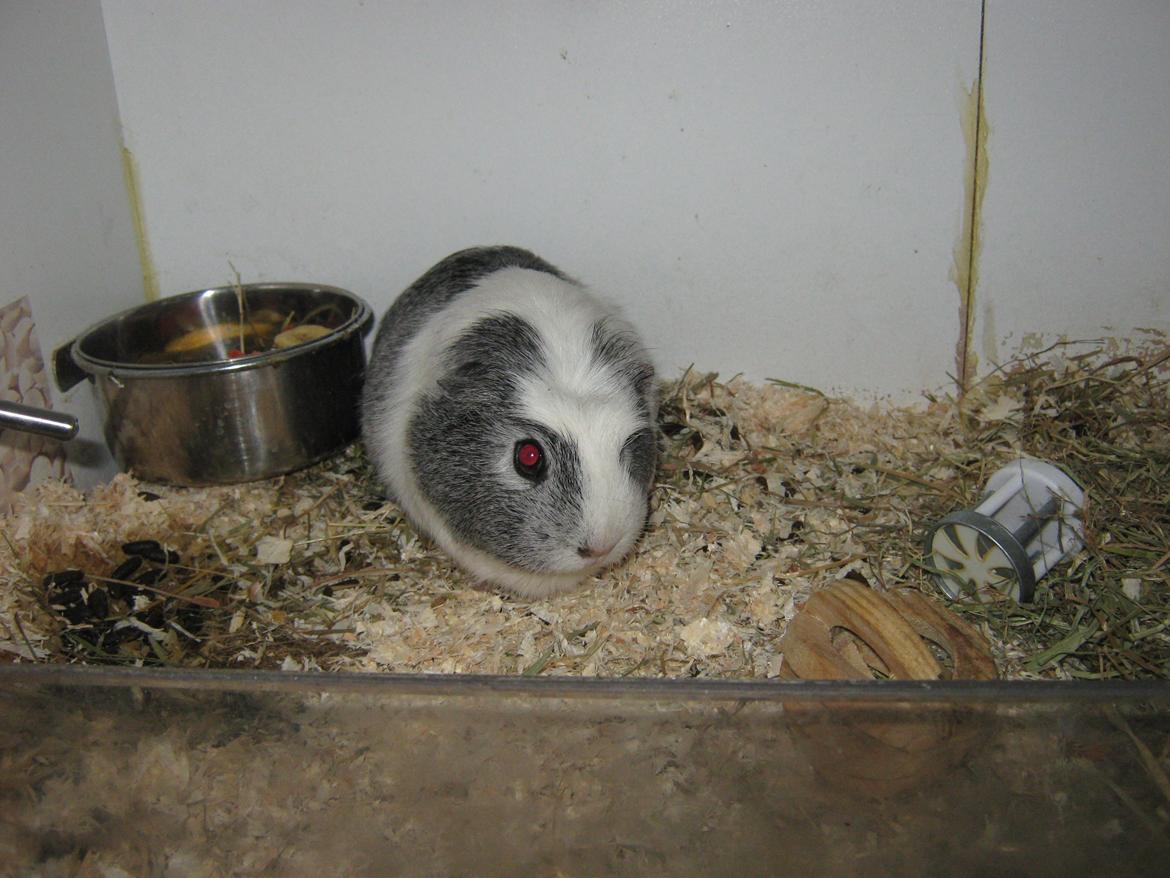 Marsvin Miley billede 3