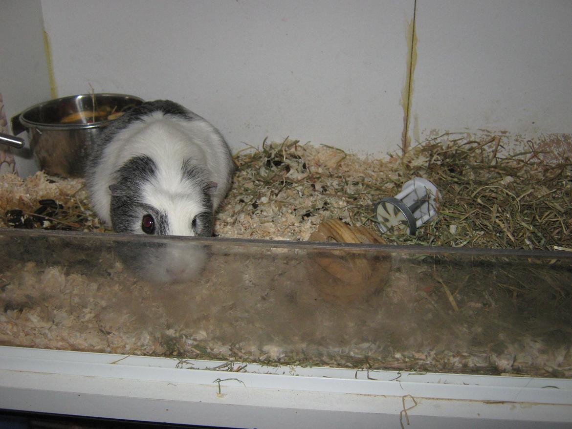 Marsvin Miley billede 4