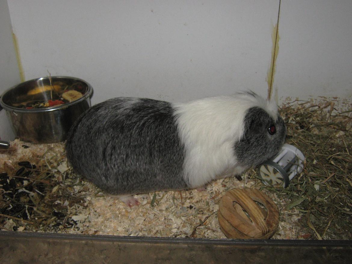 Marsvin Miley billede 5