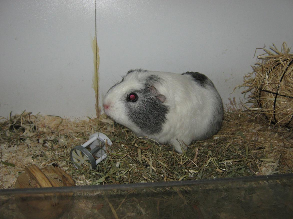 Marsvin Miley billede 6