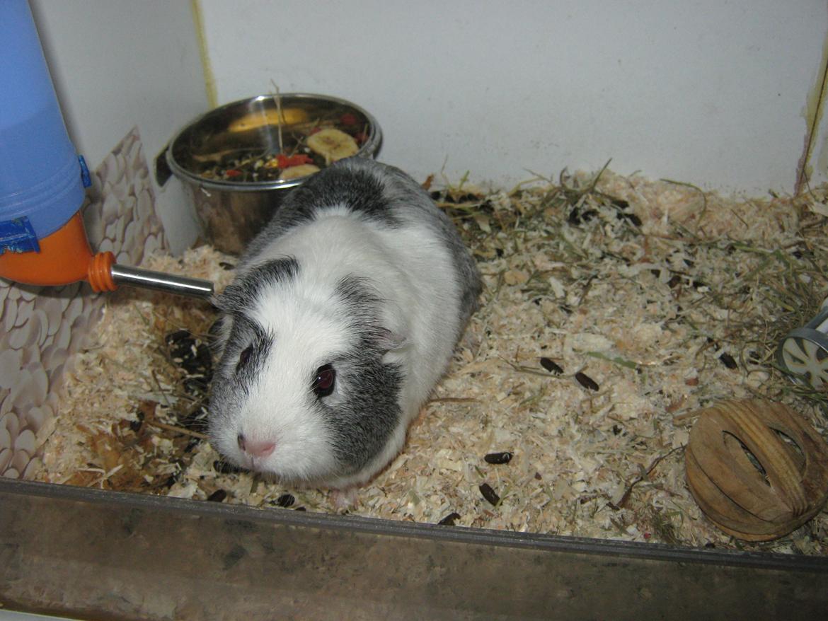 Marsvin Miley billede 7