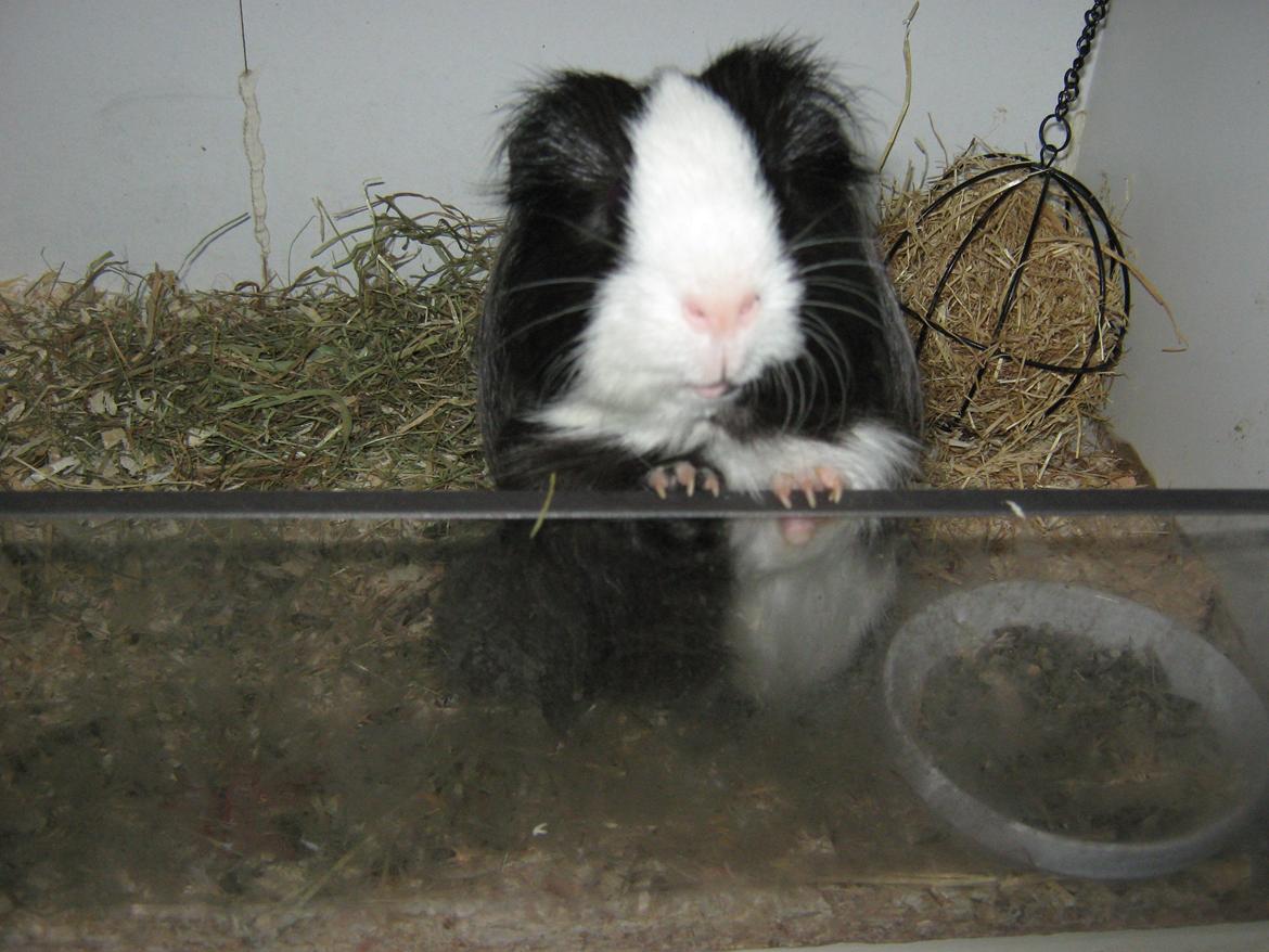 Marsvin McGee billede 1