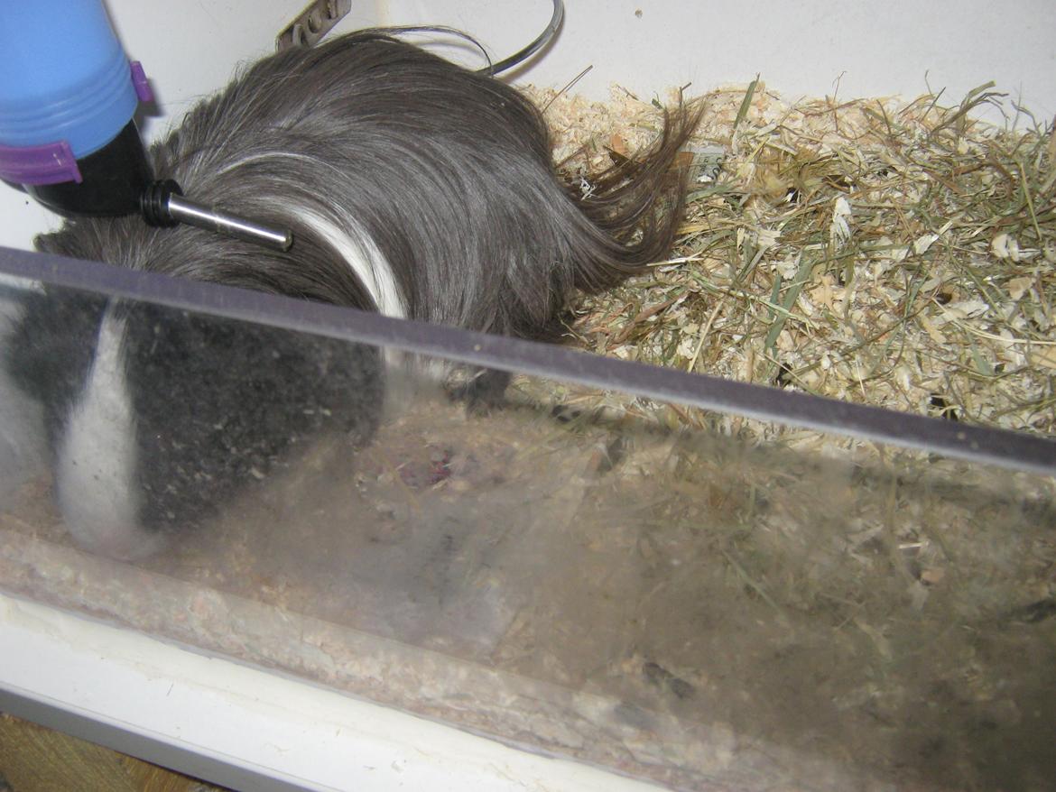 Marsvin McGee billede 2