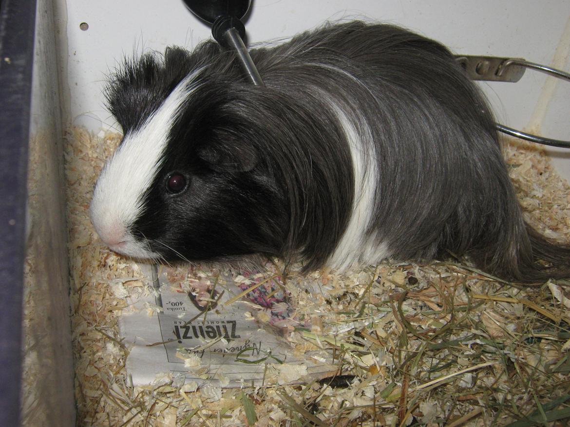 Marsvin McGee billede 3