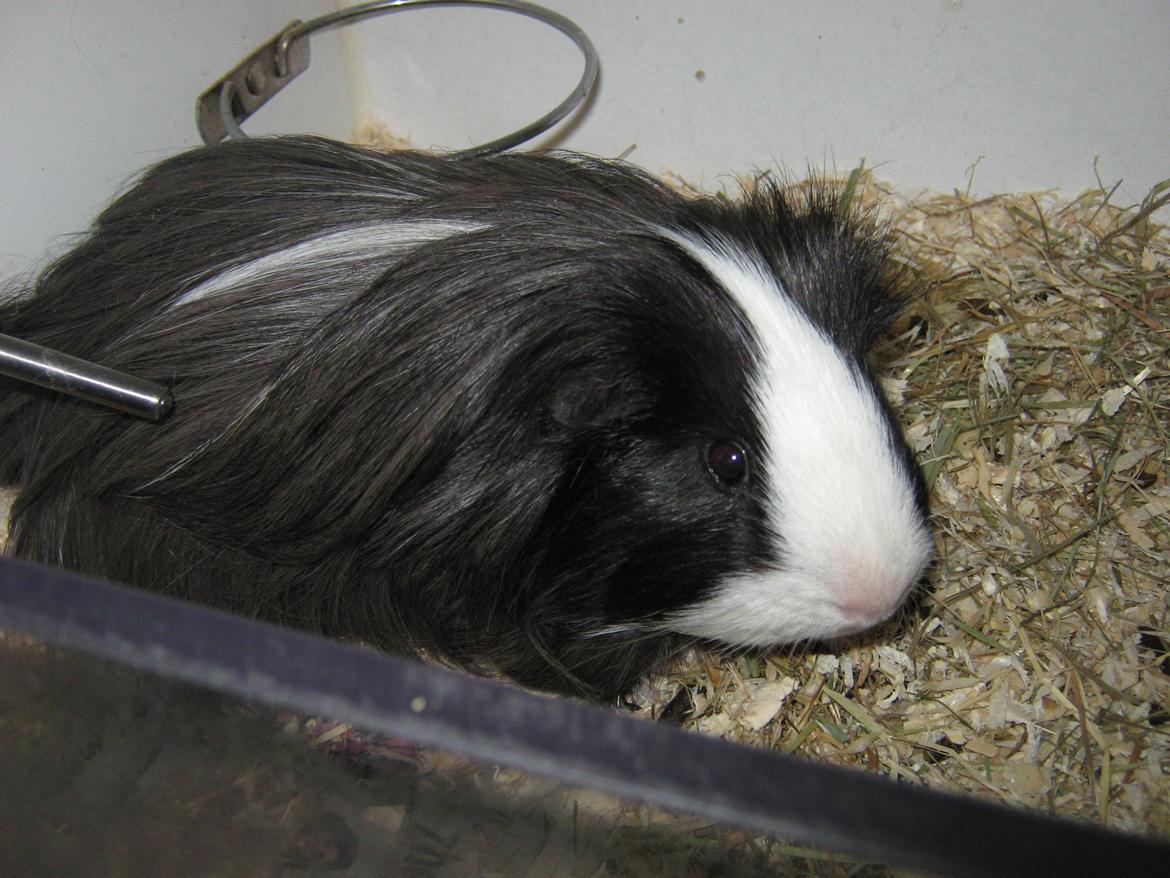 Marsvin McGee billede 4