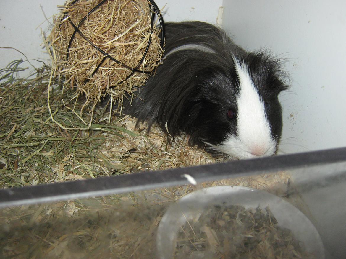 Marsvin McGee billede 5