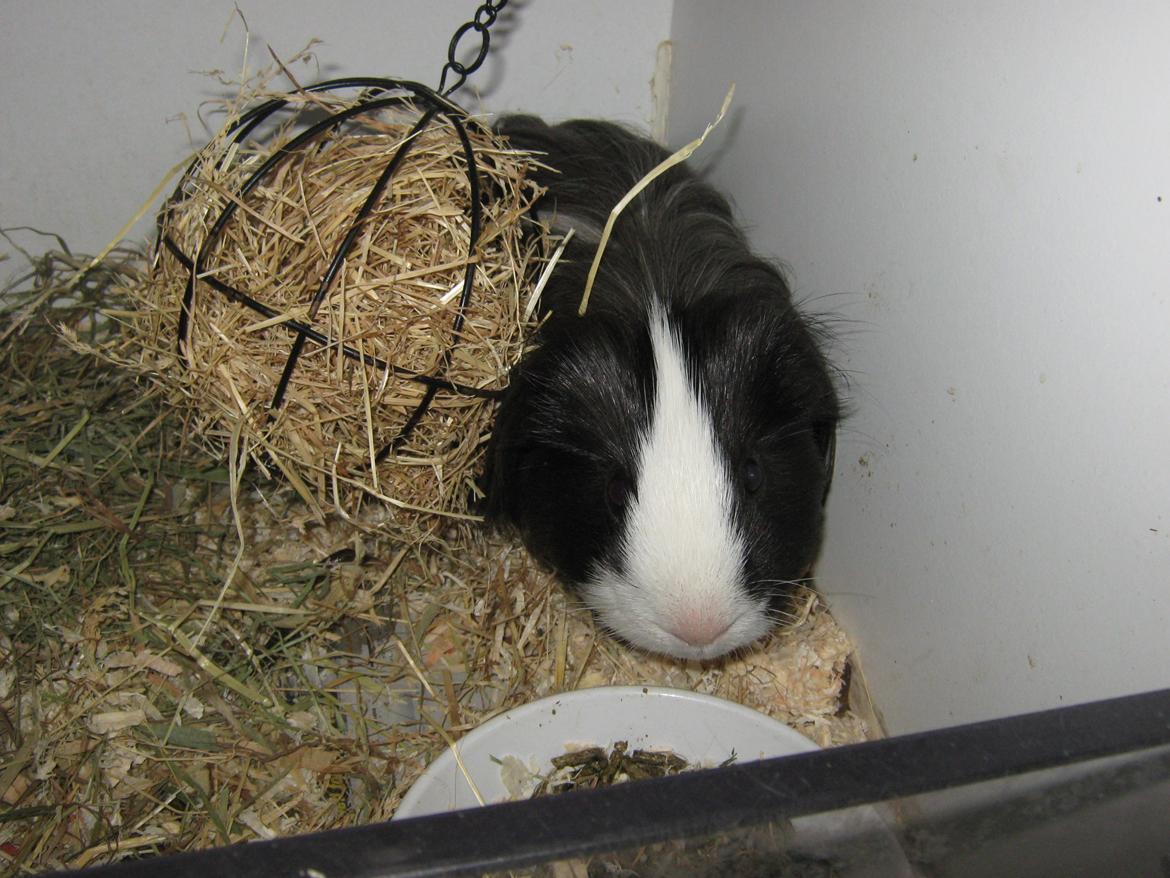 Marsvin McGee billede 6