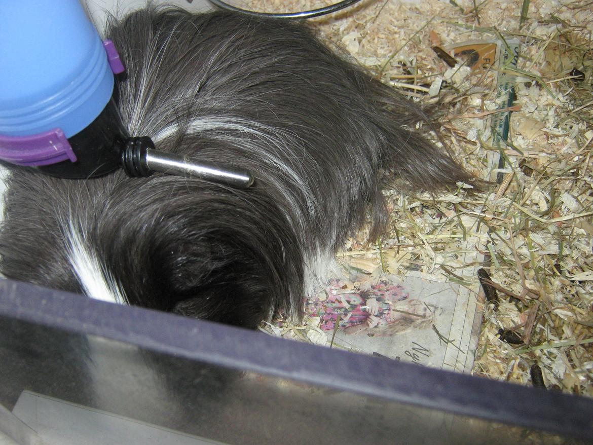 Marsvin McGee billede 7