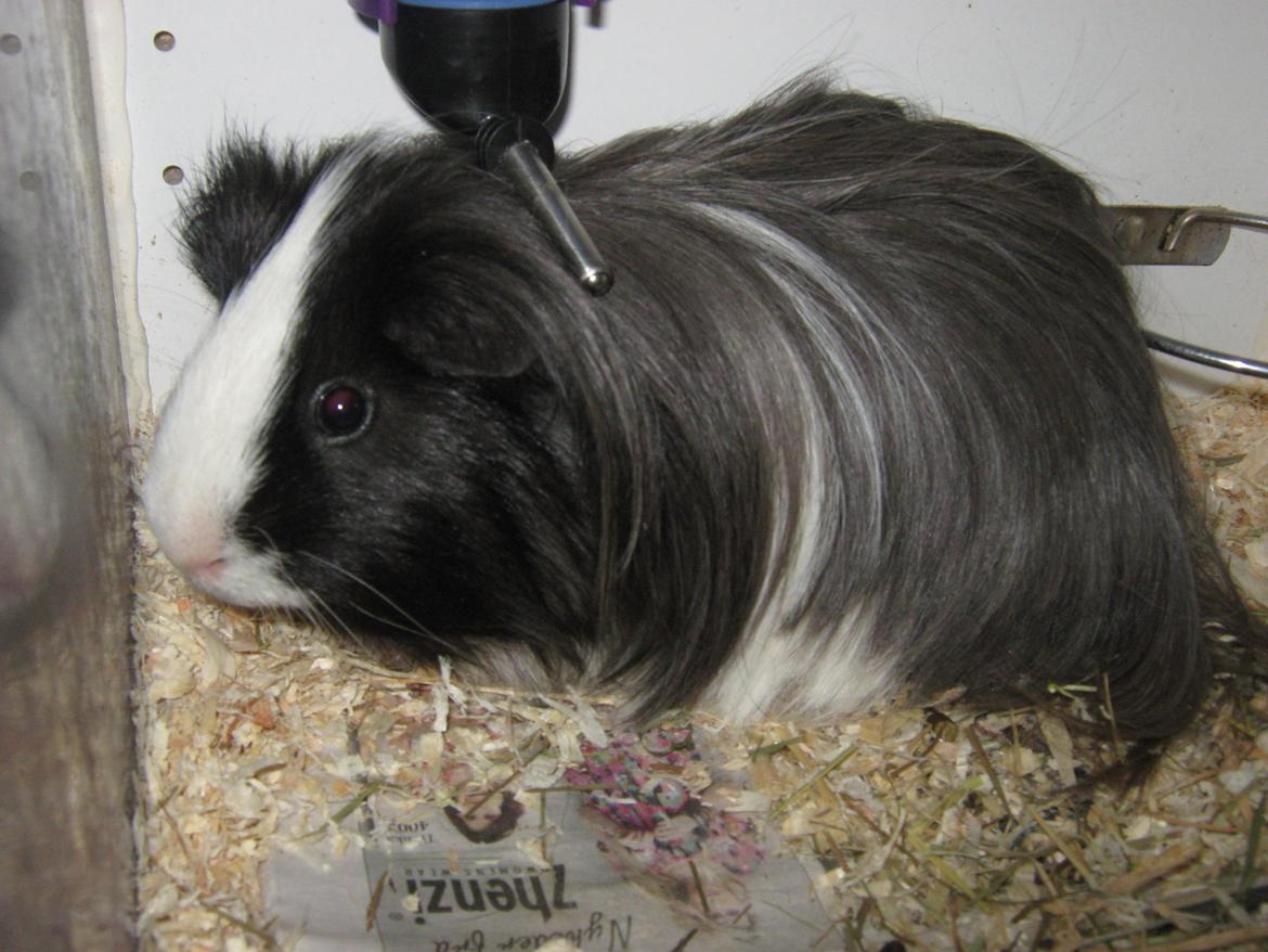 Marsvin McGee billede 8