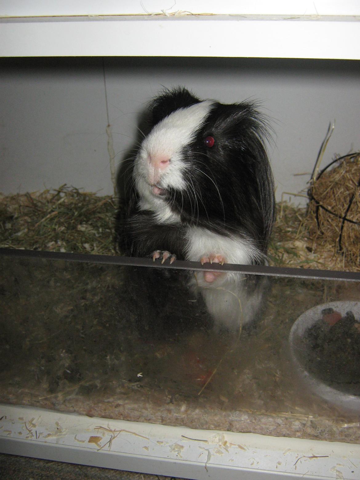 Marsvin McGee billede 9