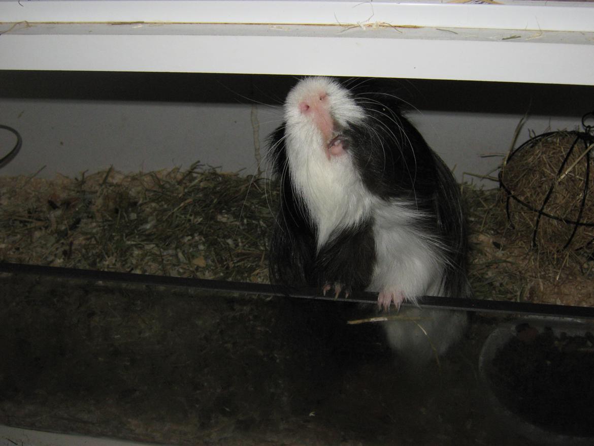 Marsvin McGee billede 10