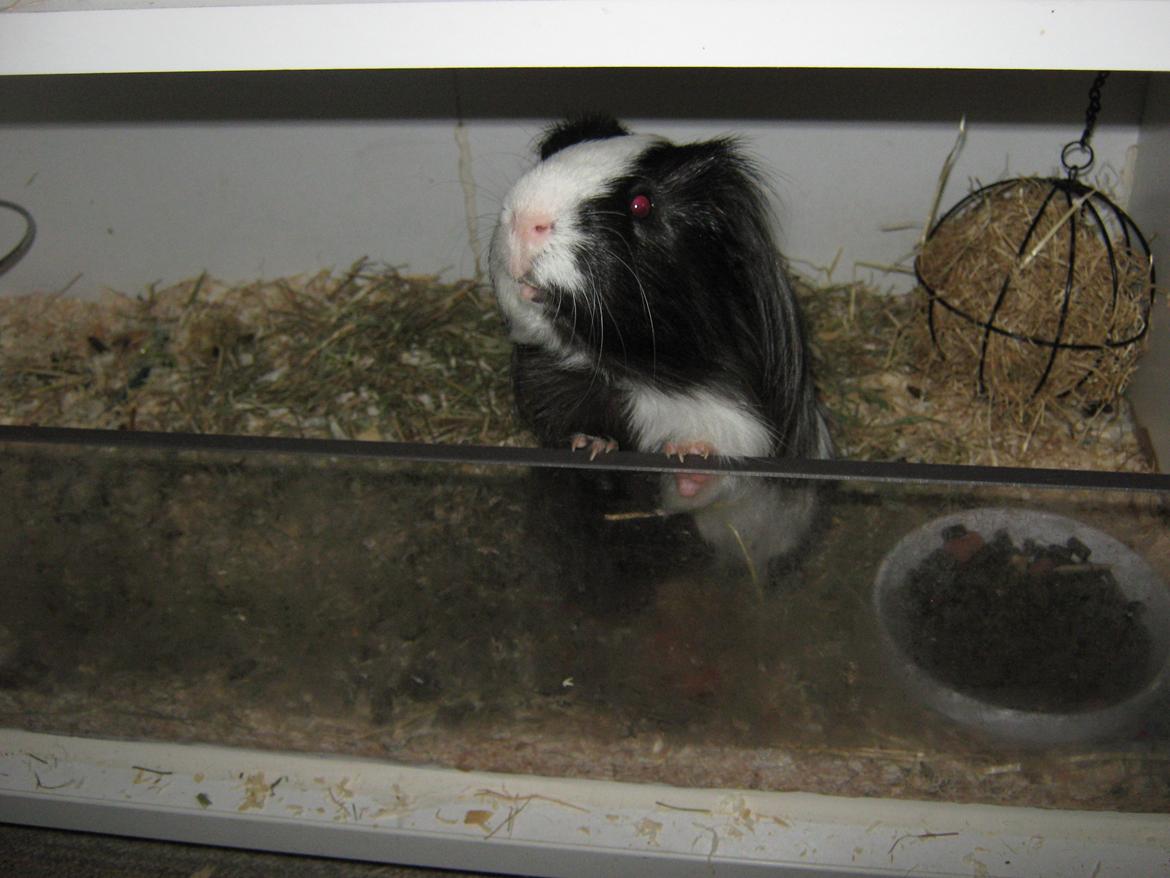 Marsvin McGee billede 11