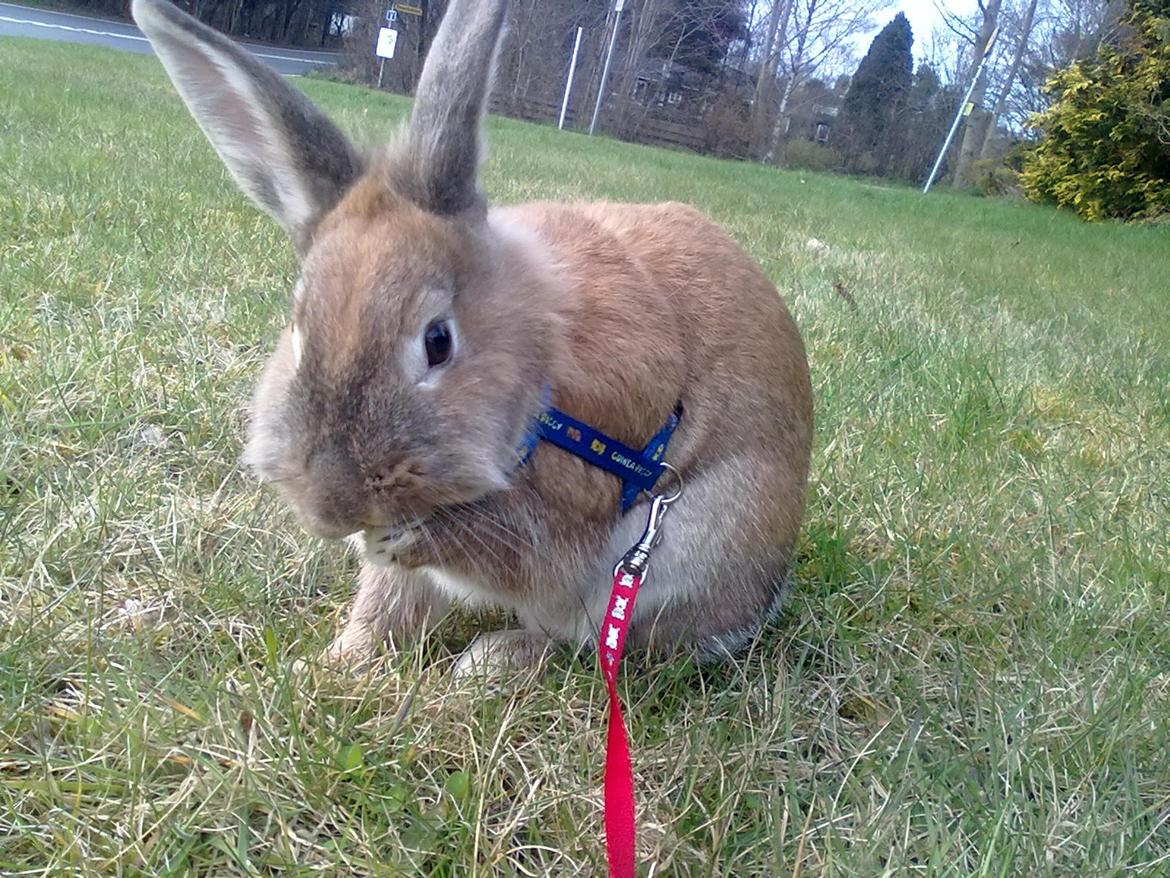 Kanin malibu | blanding billede 16