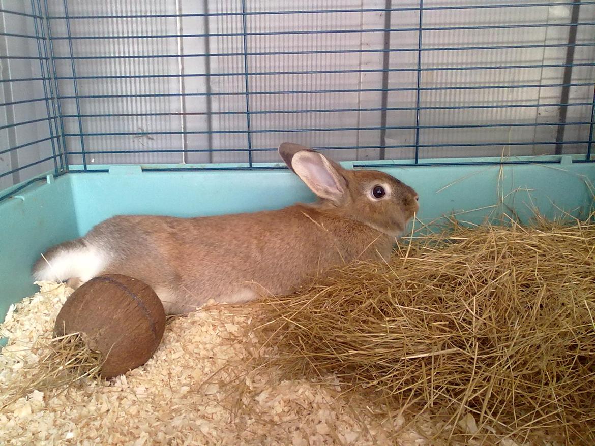 Kanin malibu | blanding billede 17