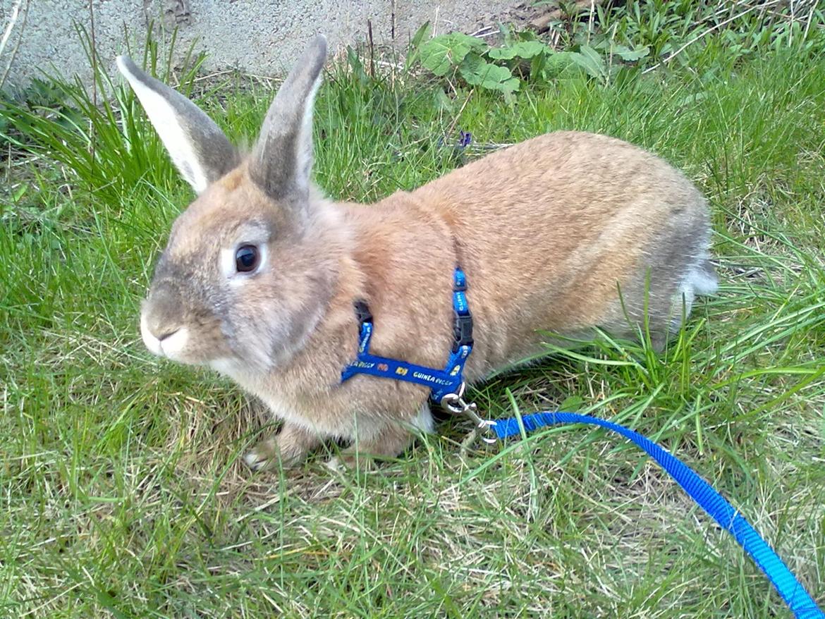 Kanin malibu | blanding billede 19