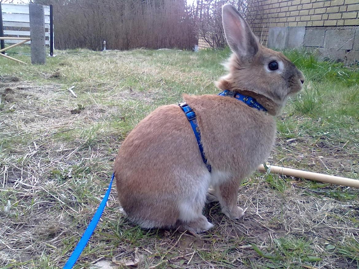 Kanin malibu | blanding billede 8