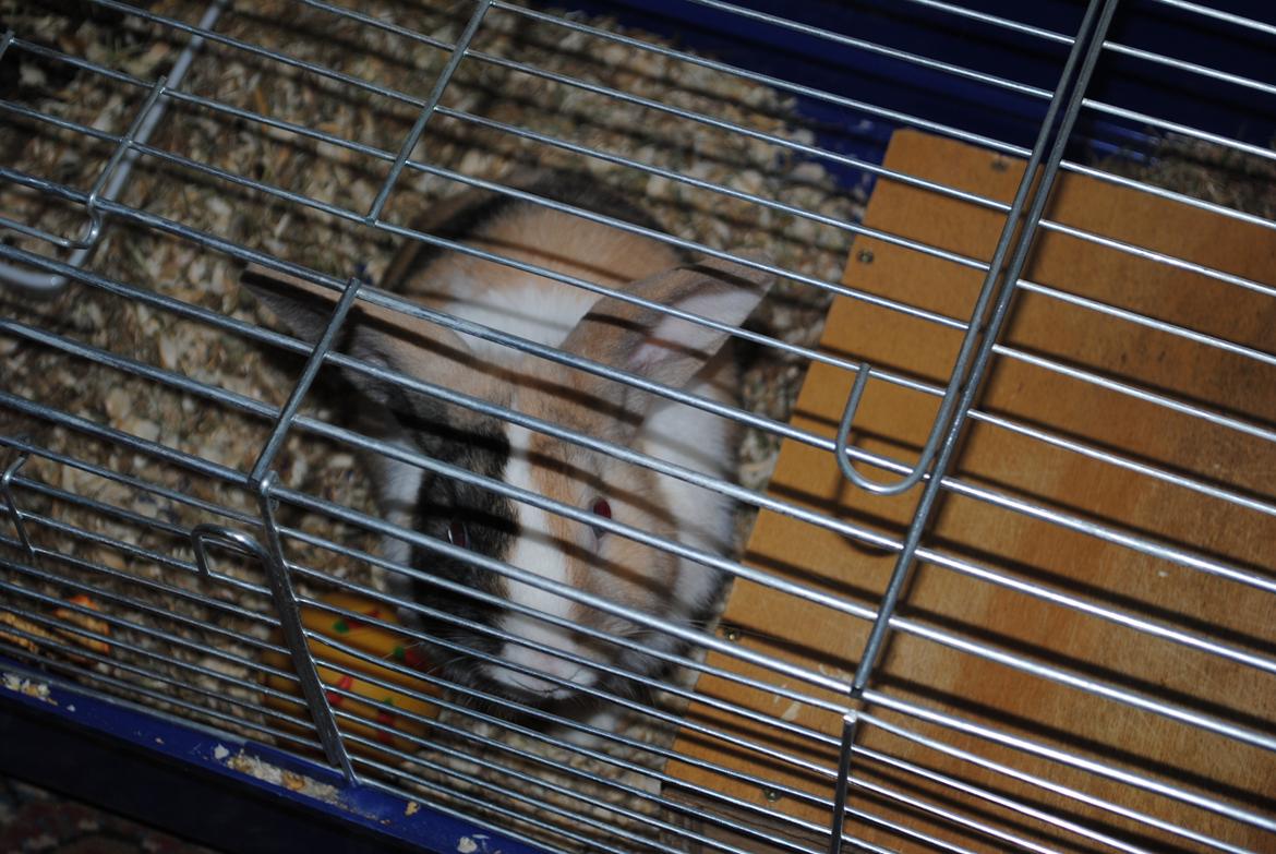 Kanin snuppi billede 13