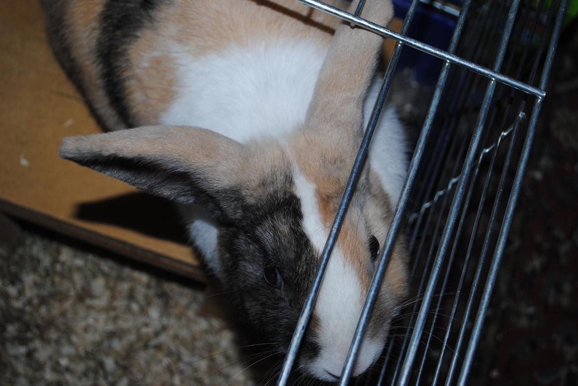 Kanin snuppi billede 14