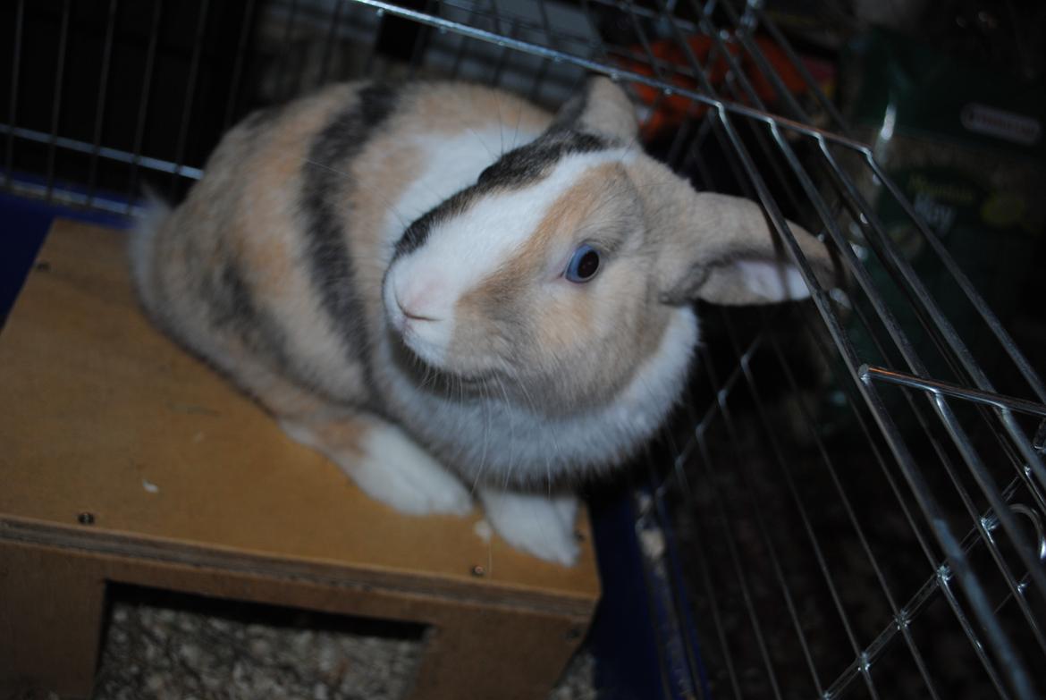 Kanin snuppi billede 15