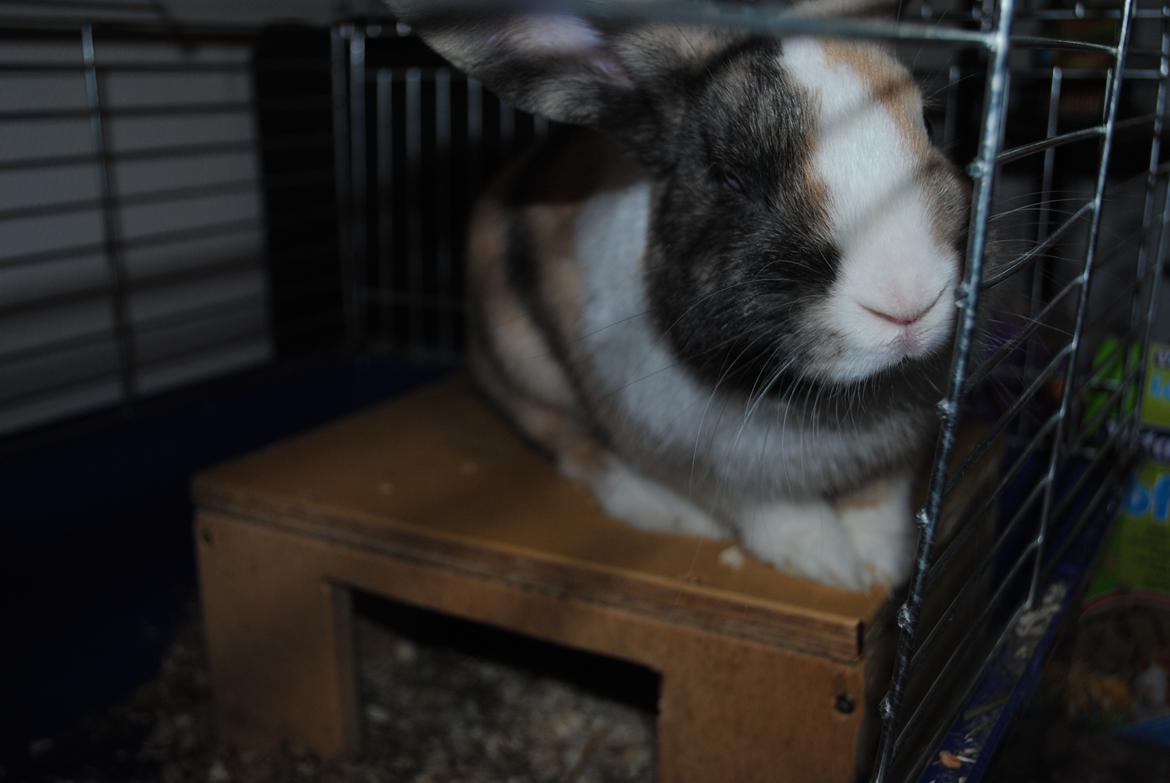 Kanin snuppi billede 16