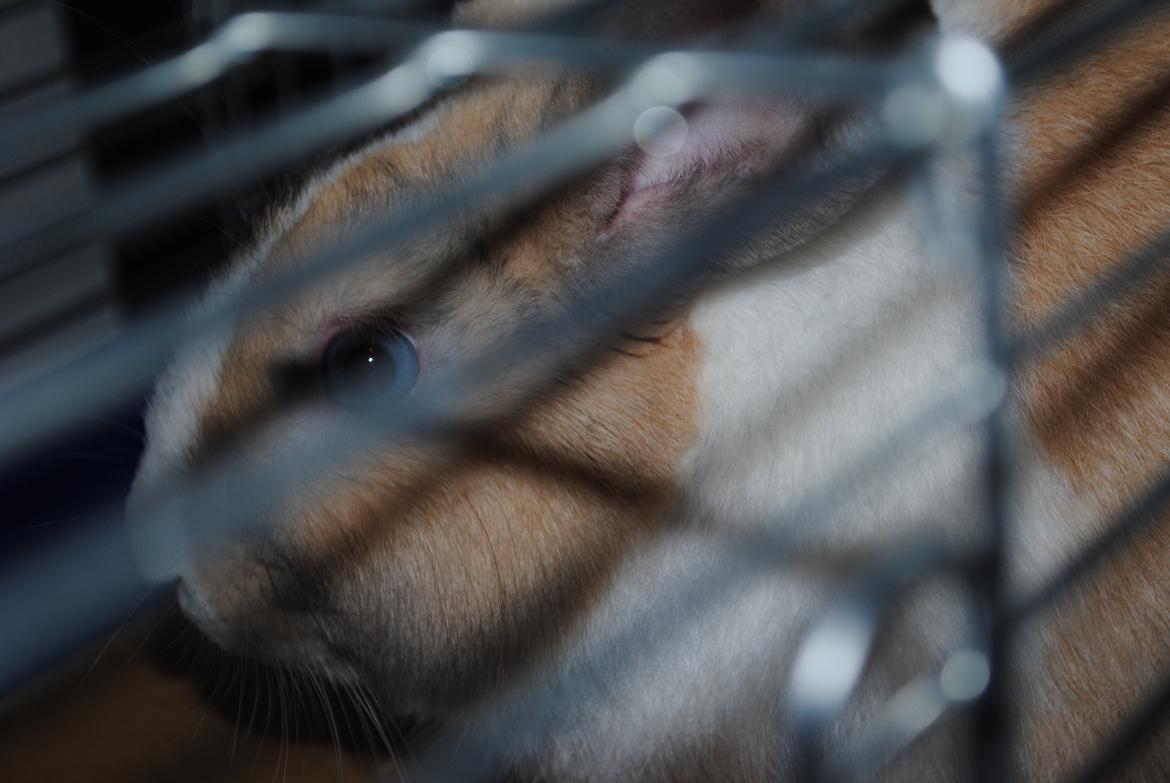 Kanin snuppi billede 17