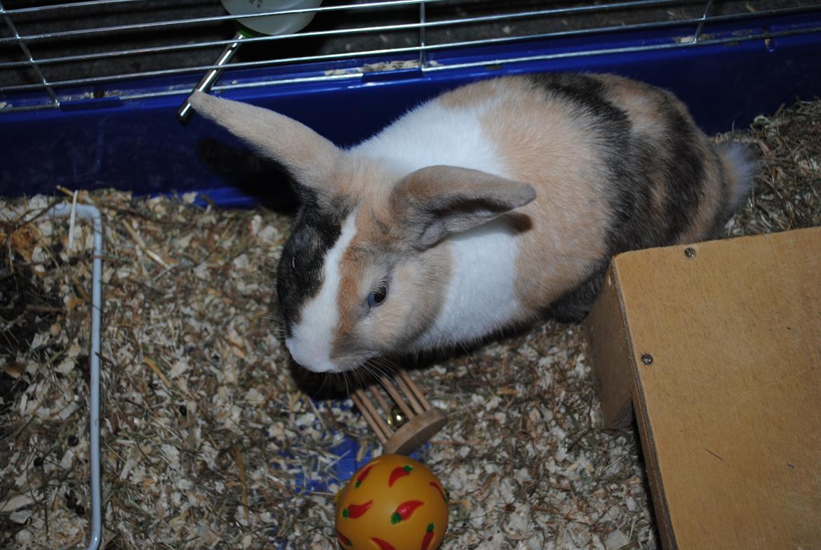 Kanin snuppi billede 18