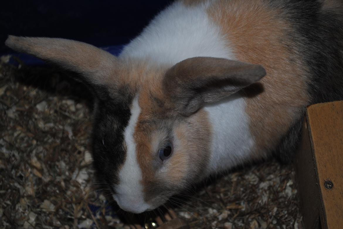 Kanin snuppi billede 19