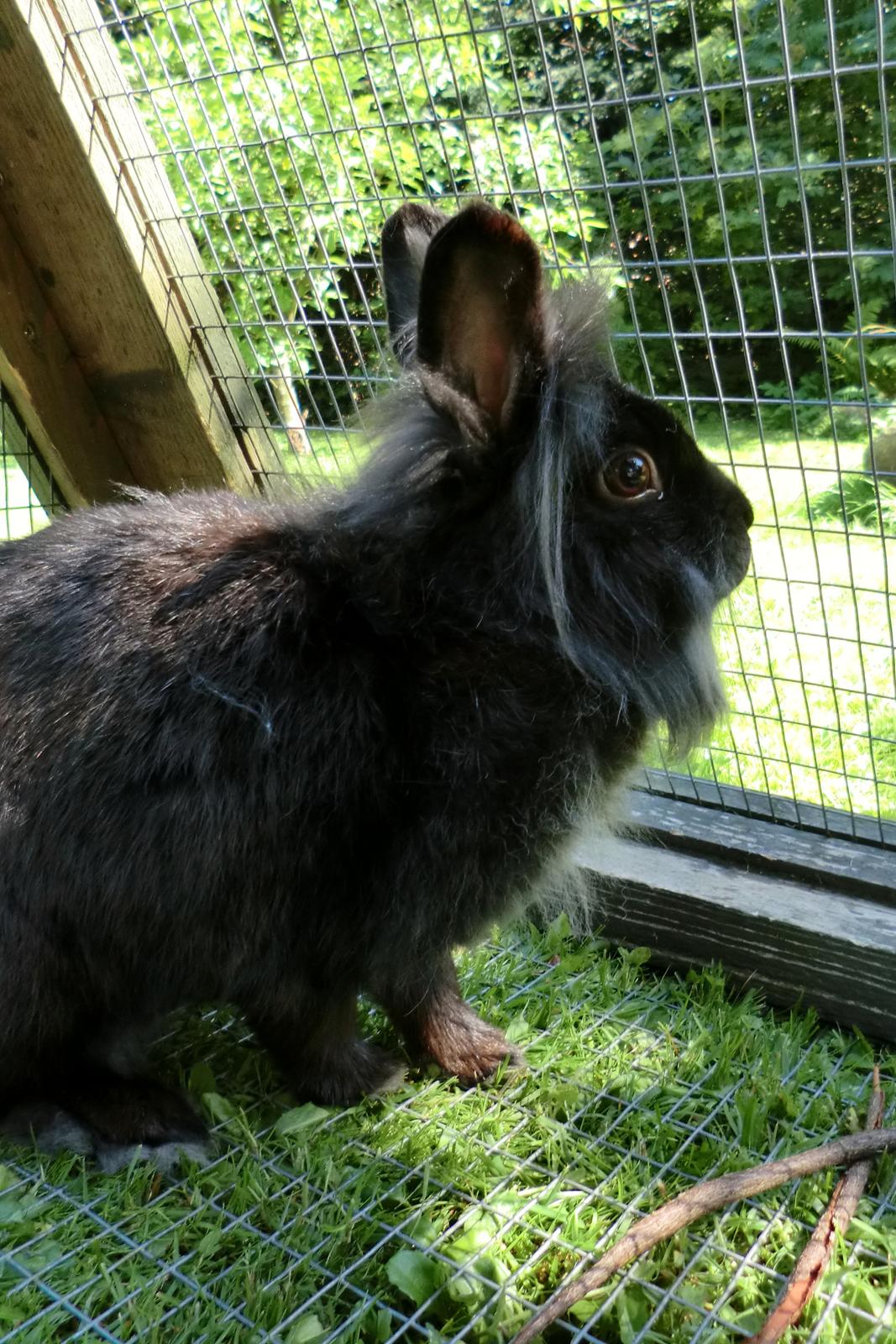 Kanin sindy billede 1