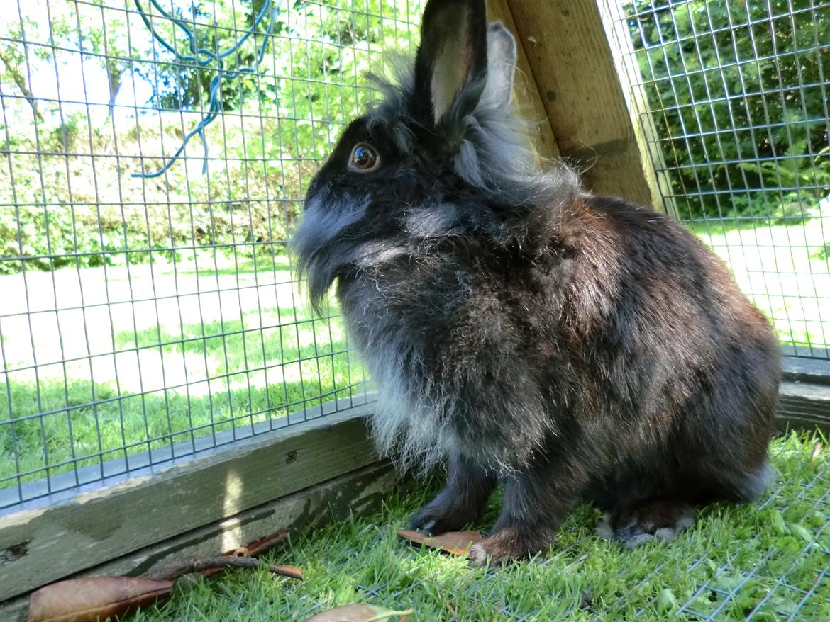 Kanin sindy billede 2