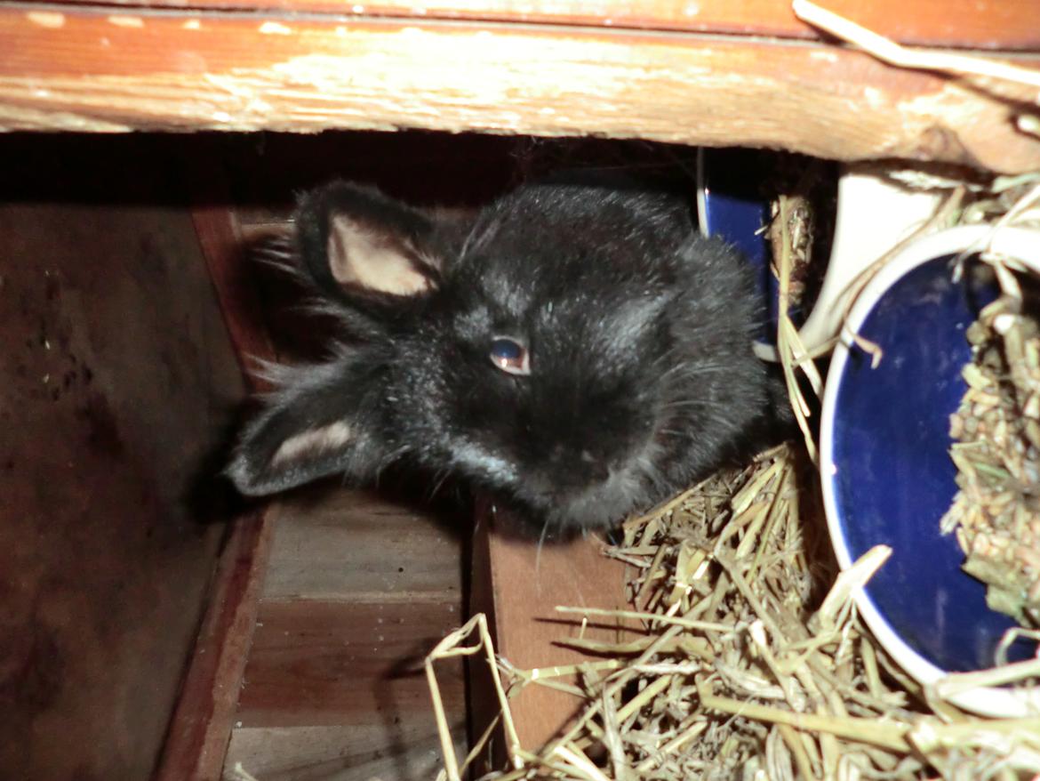 Kanin sindy billede 3