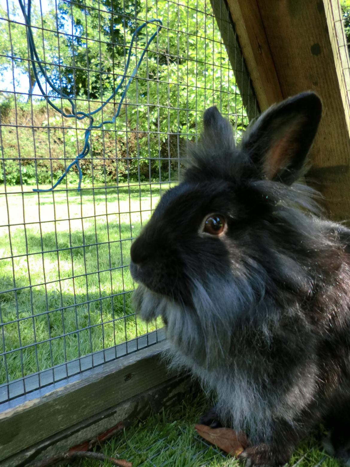 Kanin sindy billede 4