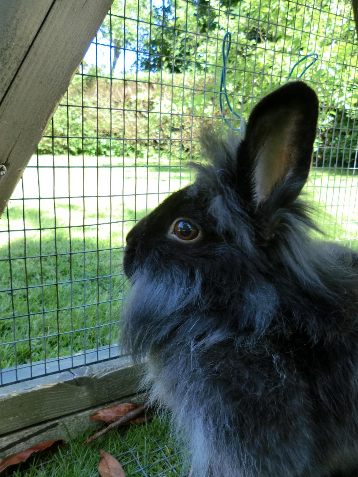 Kanin sindy billede 5