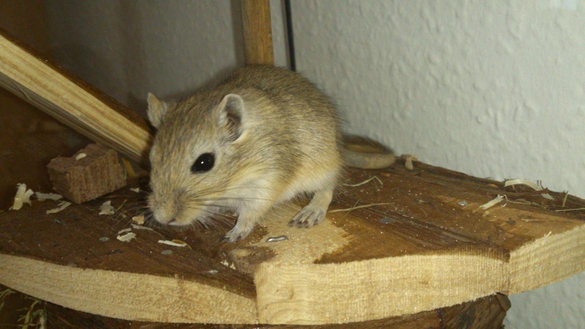 Ørkenrotte Pinki og brain - PINKI billede 1