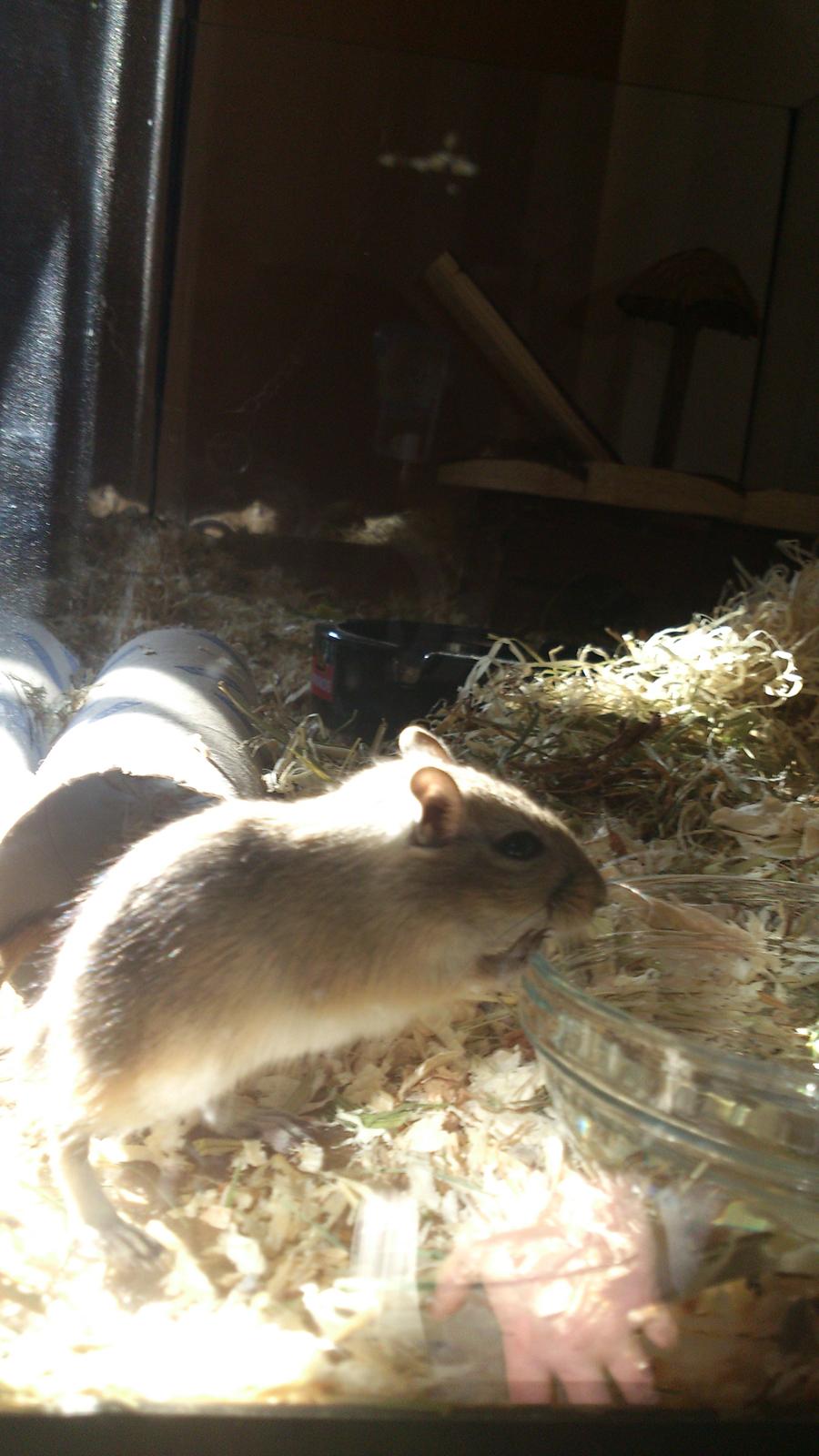 Ørkenrotte Pinki og brain billede 2