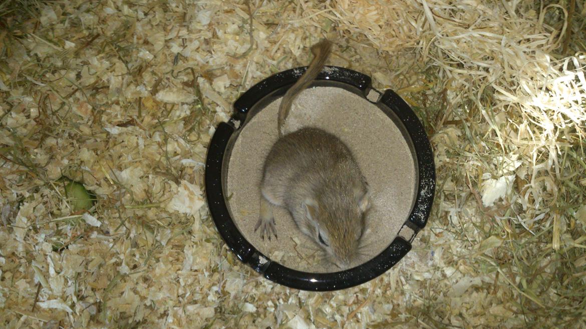 Ørkenrotte Pinki og brain billede 3