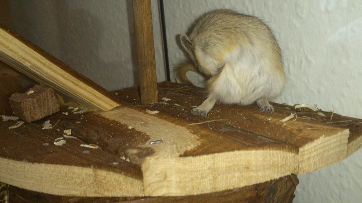 Ørkenrotte Pinki og brain billede 4