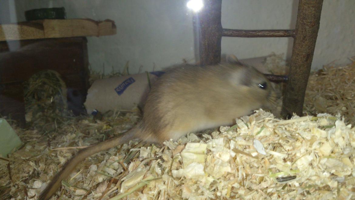 Ørkenrotte Pinki og brain billede 5