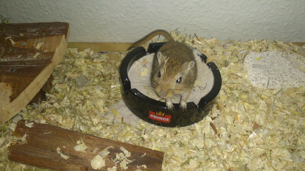 Ørkenrotte Pinki og brain billede 6