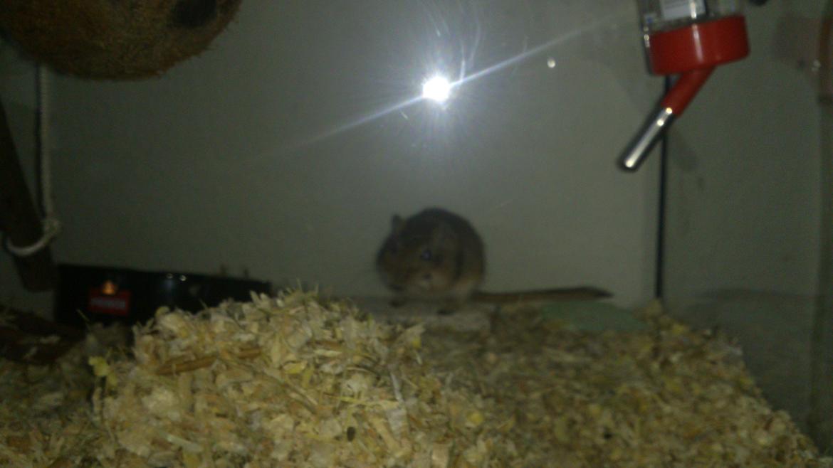 Ørkenrotte Pinki og brain billede 7