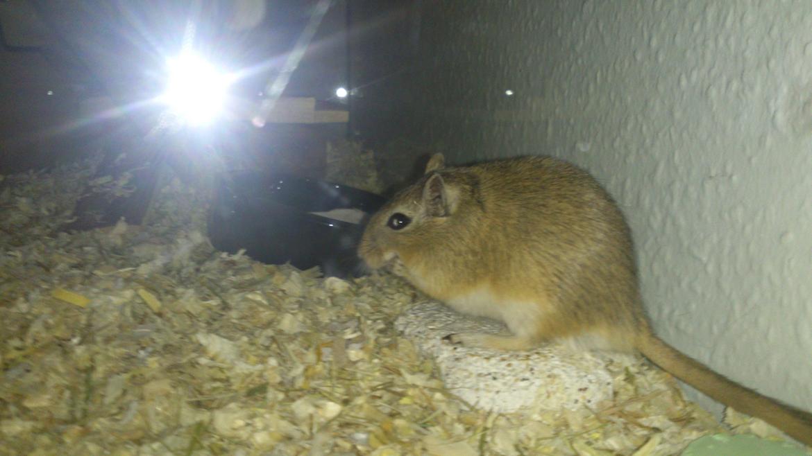 Ørkenrotte Pinki og brain billede 8