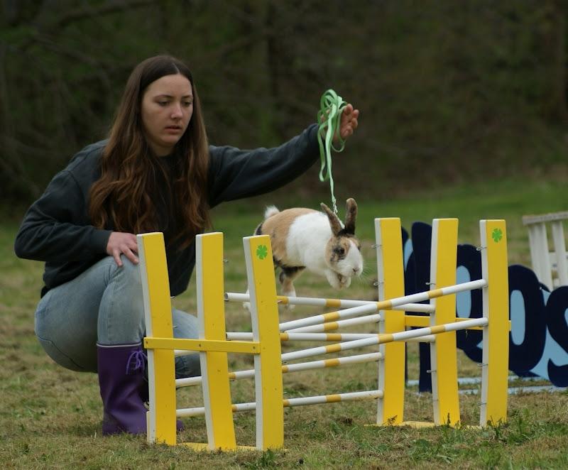 Kanin Flora Gyldenris - Fotograf: Karin Roth billede 19