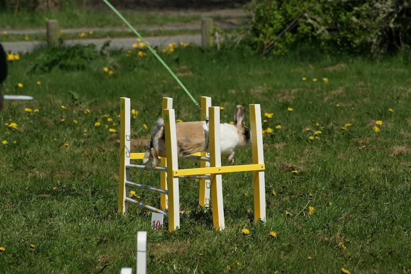 Kanin Flora Gyldenris - Fotograf: Karin Roth billede 20